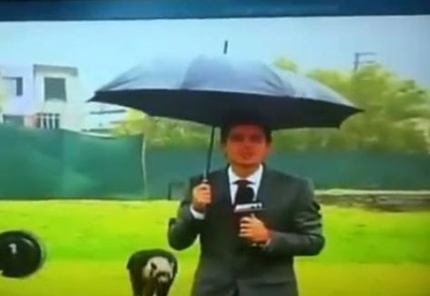 Alpaca