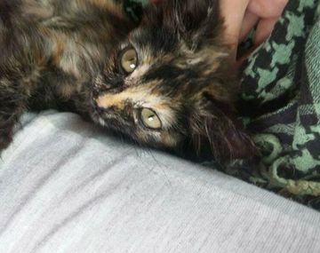 Rescató a un gato de la boca de un perro: vende pescado para pagar la operación