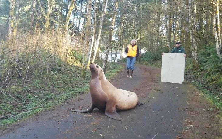 Encontraron a un lobo marino perdido en un bosque de Washington.