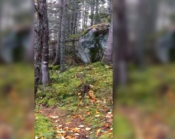 El bosque respira, pero, ¿por qué?