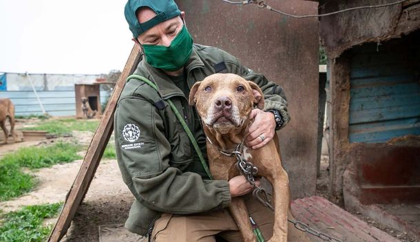 Corea del Sur analiza prohibir el consumo de carne de perro