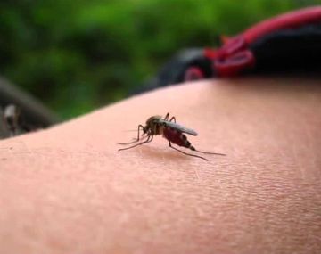 Hay muchos mosquitos en toda la Ciudad