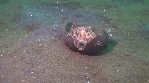 Mirá cómo un pulpo construye una casa con un coco