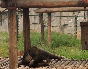 El circo del horror: retratan abusos a animales en zoo chino