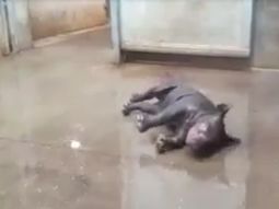 Así disfrutaba su baño este rinoceronte bebe Así disfrutaba su baño este rinoceronte bebe