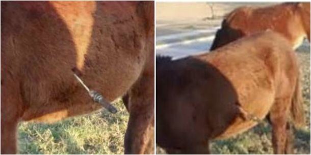 ¡Que crueldad! Apuñalaron con un hierro en las costillas a un caballo