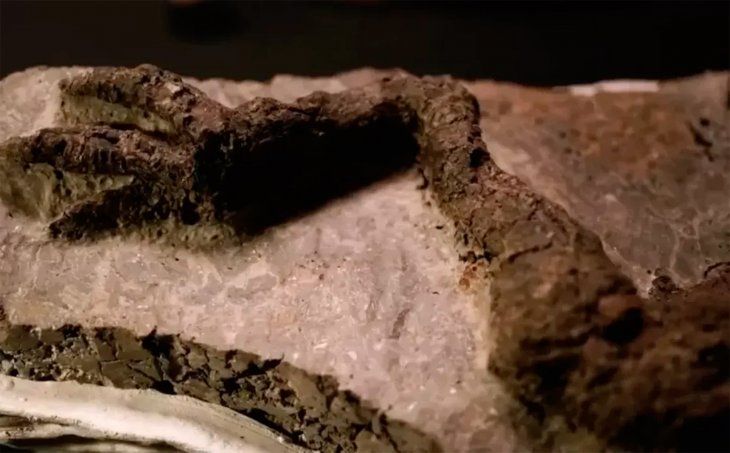 Descubrieron fósil de dinosaurio vinculado al asteroide que los extinguió
