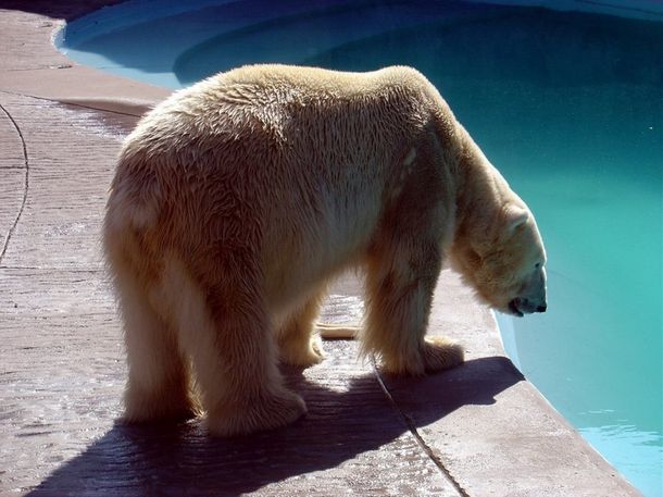 Mientras el oso Arturo agoniza, rematarían animales del zoo de Mendoza