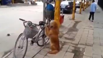un perro guardian que cuida la bicicleta de su dueno un perro guardian que cuida la bicicleta de su dueno