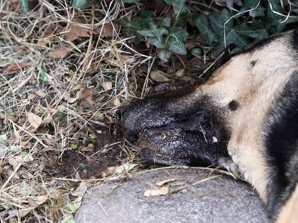 Conmoción en Mendoza por la matanza de al menos 20 perros