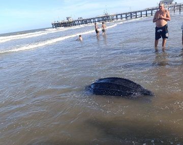 La Lucila del Mar: encuentran una tortuga gigante muerta en la playa