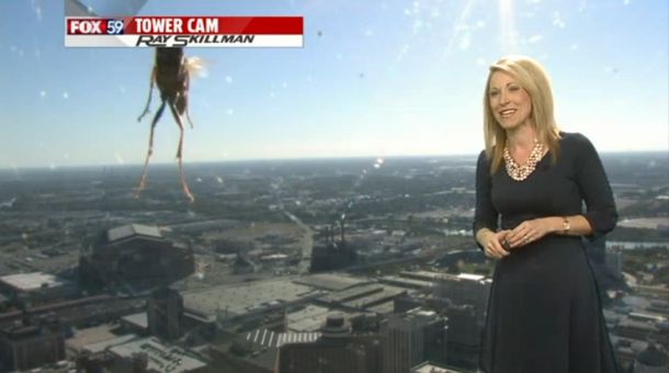 Una meteoróloga sale corriendo de cámara tras el ataque de una abeja asesina