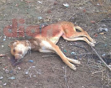Ahorcaron a un perro y lo golpearon hasta matarlo