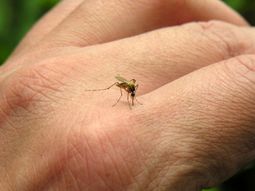 esperanza por una vacuna contra el virus chikungunya esperanza por una vacuna contra el virus chikungunya