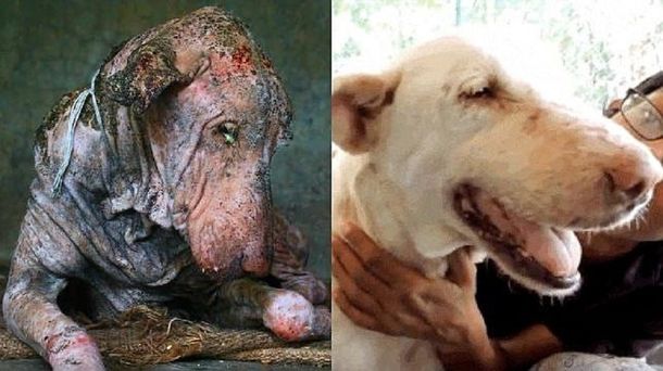 Mirá la transformación de un perro que estaba al borde de la muerte