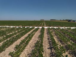 Los precios de la soja cotizan a la baja por la gran cantidad de oferta. Los precios de la soja cotizan a la baja por la gran cantidad de oferta.