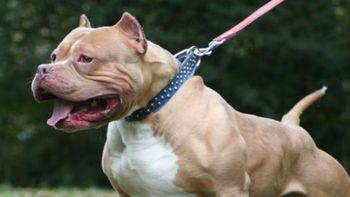 perra heroina: una pitbull salvo a su dueno de una entradera en cordoba perra heroina: una pitbull salvo a su dueno de una entradera en cordoba