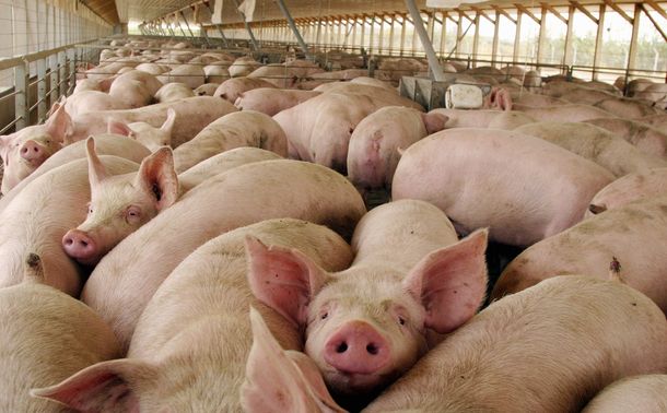 La importación de cerdo de EE.UU. pone en peligro 35 mil empleos
