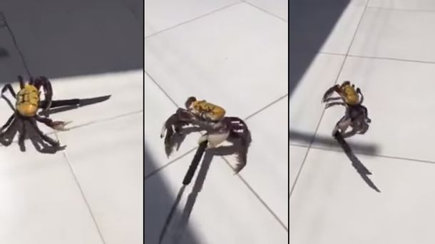 Un cangrejo de armas tomar se enfrenta a sus captores con un cuchillo