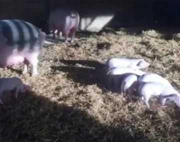 Salvaron a cerdos de un incendio pero se los comieron como salchichas