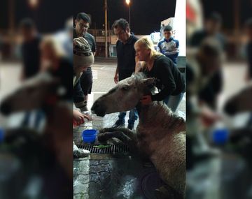 Córdoba: salvaron a un caballo que se desplomó en medio de la calle