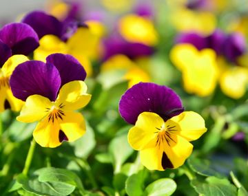 Una investigación reveló cómo fue la primer flor