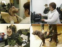 Perro-ruso