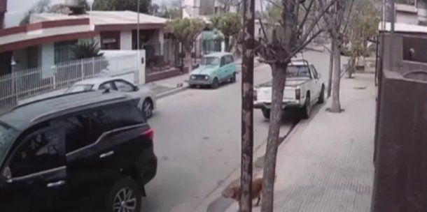 Córdoba: un perro arrancó una camioneta, aceleró y la chocó