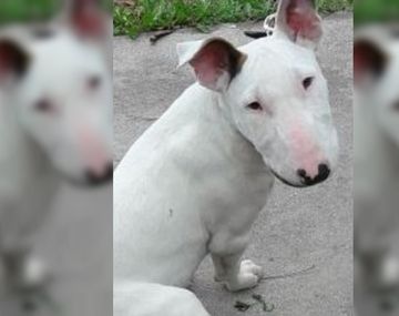 Mar del Plata: amenazaron de muerte a un chico de 13 años para robarle el perro