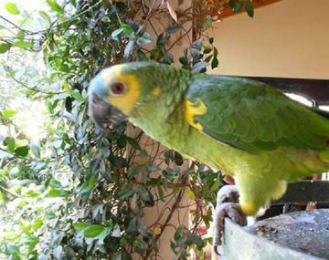 El loro que desapareció de su casa en Neuquén