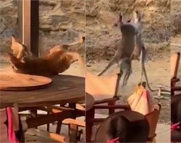 VIDEO: Espectacular pelea entre canguros en el patio de una casa