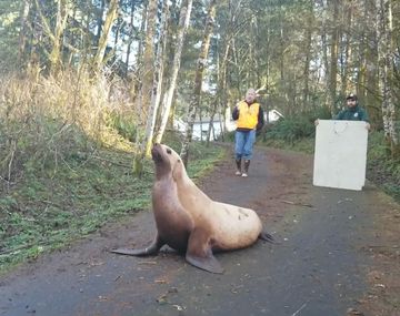 Encontraron a un lobo marino perdido en un bosque de Washington.