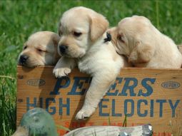 ¿Por qué se celebra hoy el Día del Animal?