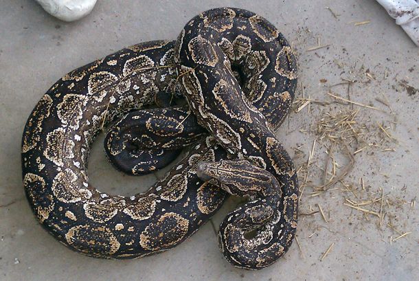 Narcos escondían droga dentro de una víbora, pero la Bonaerense los descubrió