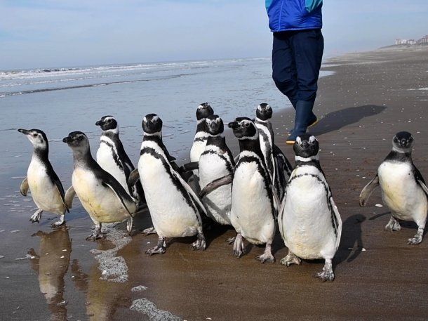 VIDEO: 12 pingüinos regresaron al mar tras ser rehabilitados por desnutrición