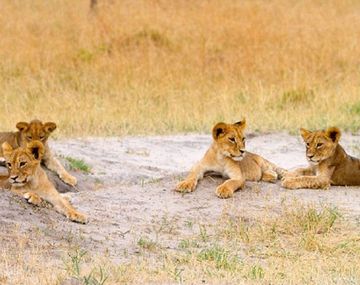 Se hizo cargo de los cachorros de Cecil