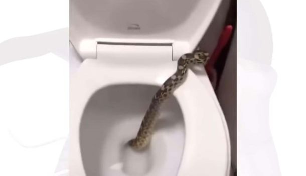 Almagro: fue al baño y encontró una culebra ¡en el inodoro!