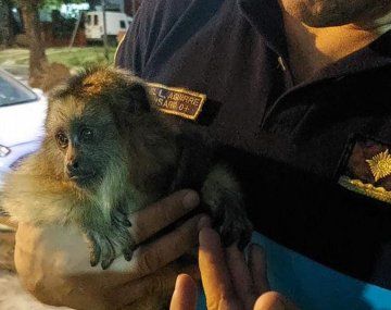 Córdoba: rescataron a un mono carayá colgado en el árbol de una casa