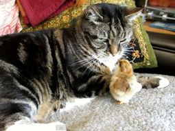 Gato y pollito