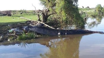 hallan muerta a una ballena en las costas del rio de la plata, cerca de berazategui