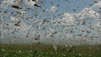 buscan evitar la peor plaga de langostas en 50 anos buscan evitar la peor plaga de langostas en 50 anos