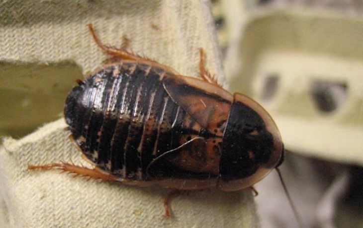 Descubren por qué las cucarachas son inmunes al cebo