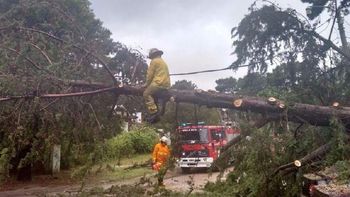 Cayeron cientos de árboles por el temporal Cayeron cientos de árboles por el temporal