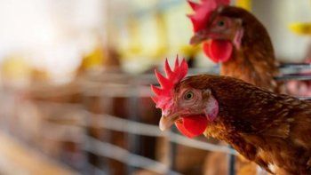 senasa dispuso el cierre de exportaciones por brote de gripe aviar senasa dispuso el cierre de exportaciones por brote de gripe aviar