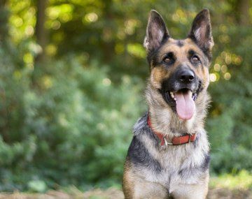 Por qué hoy es el Día del Perro: la historia de Chonino