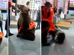 Un oso atacó a una mujer durante un programa de televisión Un oso atacó a una mujer durante un programa de televisión