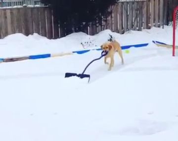 Una perra quitó la nieve de su patio