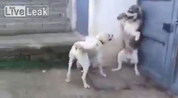 La mamá de los cachorros no dudó en atacar al perro que les ladró