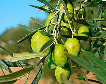 Suspende la producción de una tradicional planta de aceitunas argentinas