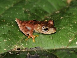 un grupo de cientificos encuentra 60 nuevas especies de animales un grupo de cientificos encuentra 60 nuevas especies de animales